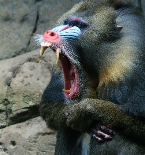 Mandrill